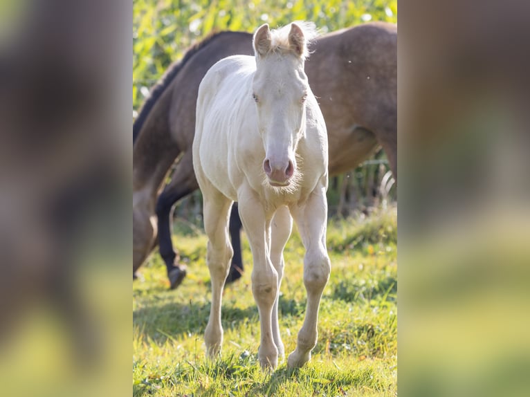 American Quarter Horse Hengst Fohlen (05/2024) 150 cm Perlino in Helmbrechts