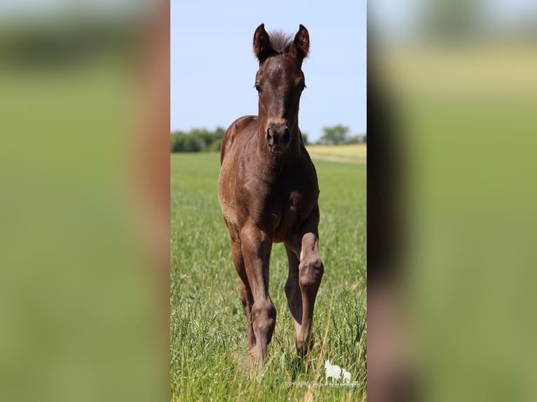 American Quarter Horse Hengst  150 cm Rappe in Frensdorf