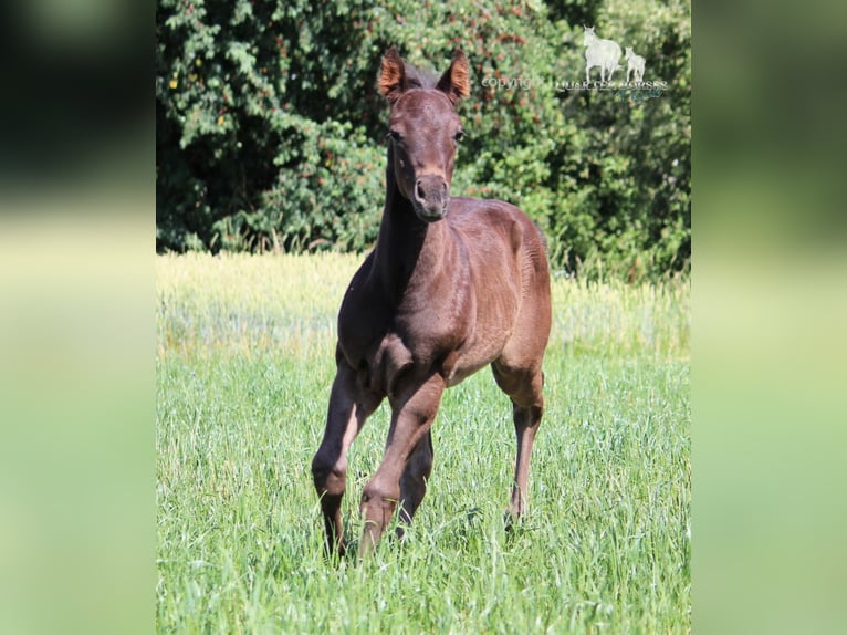 American Quarter Horse Hengst  150 cm Rappe in Frensdorf