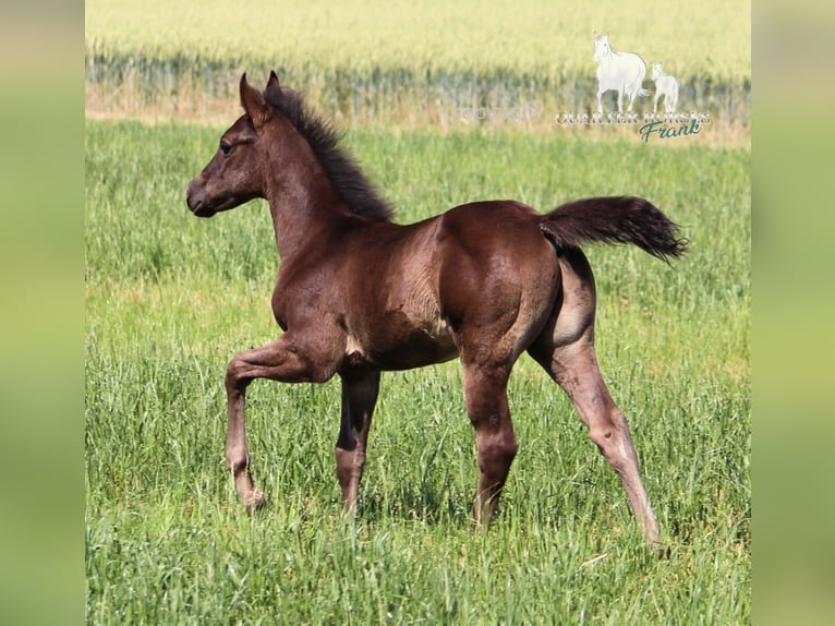 American Quarter Horse Hengst  150 cm Rappe in Frensdorf