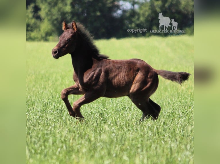 American Quarter Horse Hengst  150 cm Rappe in Frensdorf