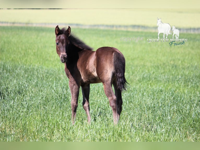 American Quarter Horse Hengst  150 cm Rappe in Frensdorf