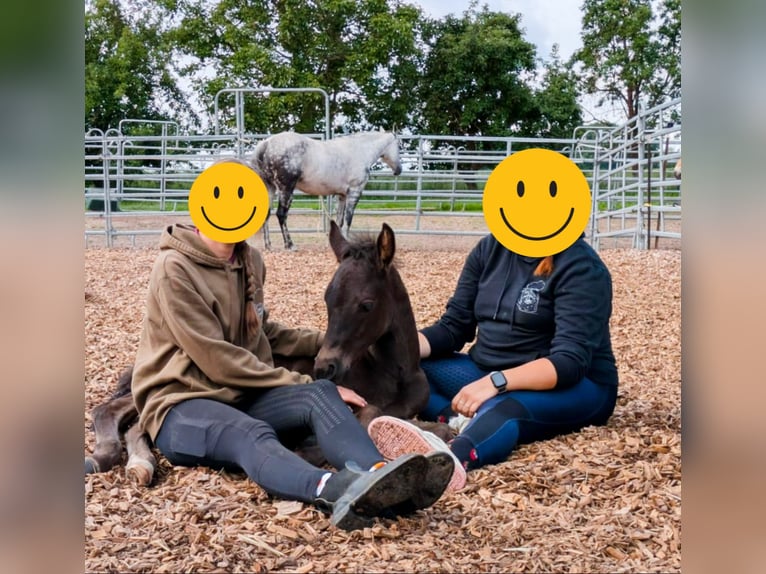 American Quarter Horse Hengst  150 cm Rappe in Frensdorf