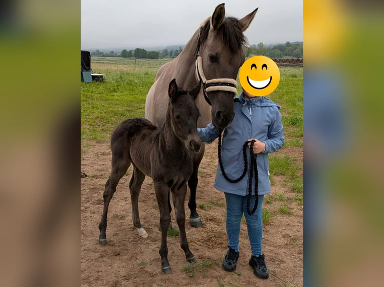 American Quarter Horse Hengst  150 cm Rappe in Frensdorf