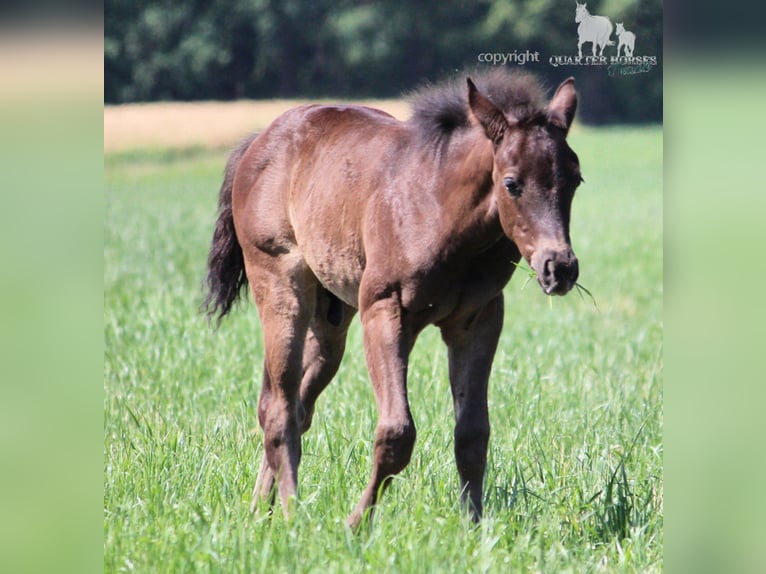 American Quarter Horse Hengst  150 cm Rappe in Frensdorf