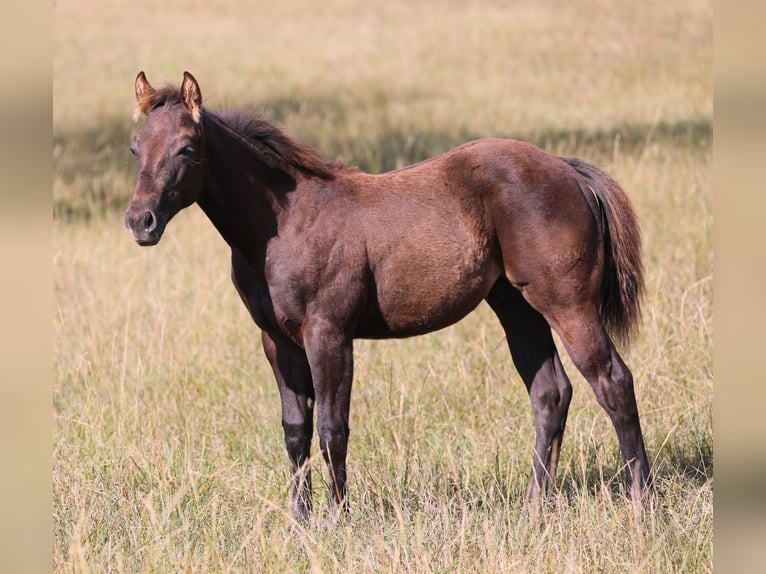 American Quarter Horse Hengst Fohlen (04/2024) 150 cm Rappe in Poppenhausen