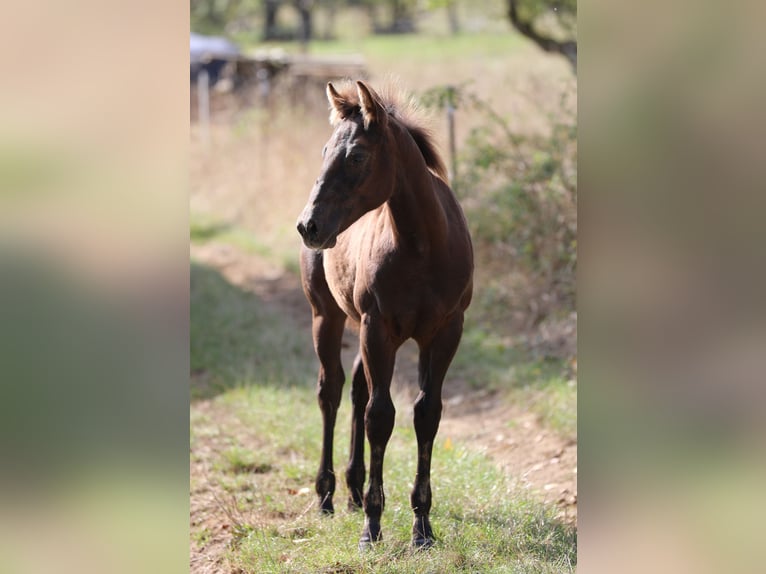 American Quarter Horse Hengst Fohlen (04/2024) 150 cm Rappe in Poppenhausen