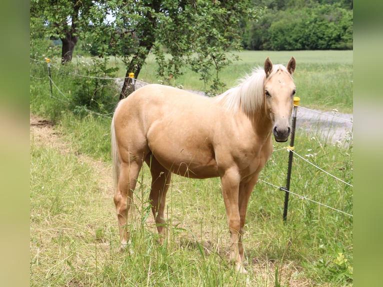 American Quarter Horse Hengst Fohlen (04/2024) 150 cm Rappe in Poppenhausen