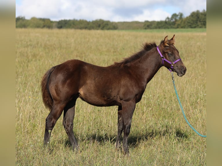 American Quarter Horse Hengst Fohlen (04/2024) 150 cm Rappe in Poppenhausen