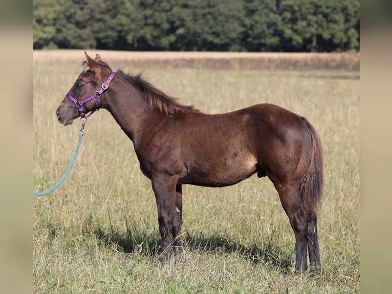 American Quarter Horse Hengst Fohlen (04/2024) 150 cm Rappe in Poppenhausen