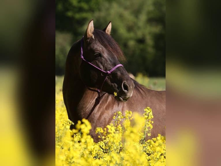 American Quarter Horse Hengst Fohlen (04/2024) 150 cm Rappe in Poppenhausen