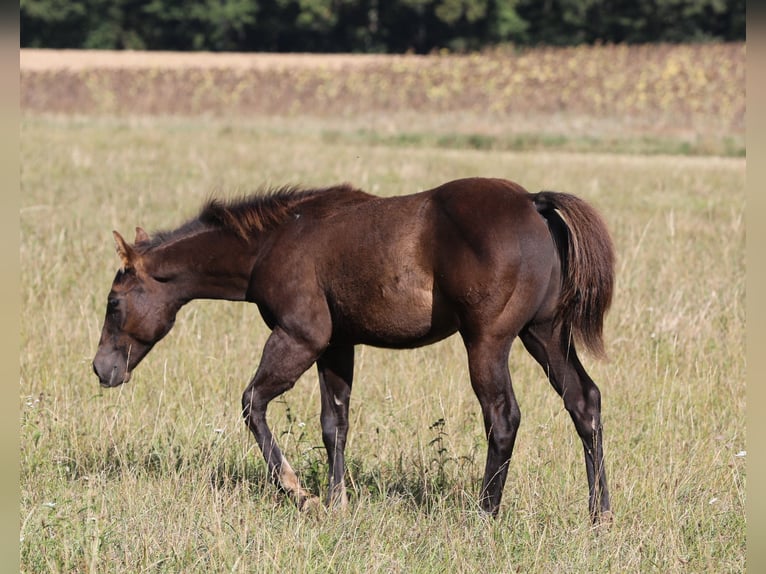 American Quarter Horse Hengst Fohlen (04/2024) 150 cm Rappe in Poppenhausen