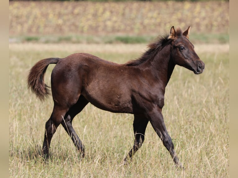 American Quarter Horse Hengst Fohlen (04/2024) 150 cm Rappe in Poppenhausen