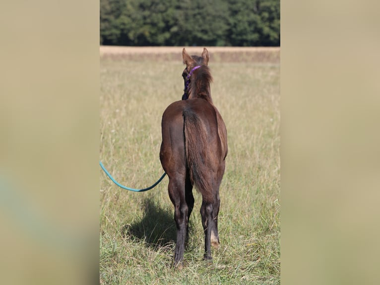 American Quarter Horse Hengst  150 cm Rappe in Poppenhausen