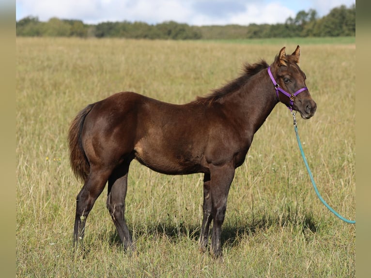 American Quarter Horse Hengst  150 cm Rappe in Poppenhausen