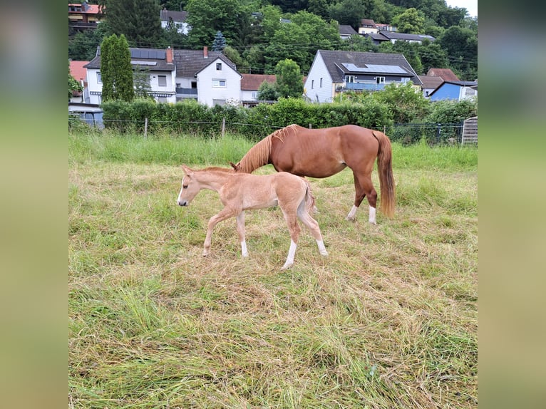 American Quarter Horse Hengst Fohlen (05/2026) 150 cm Red Dun in Homburg