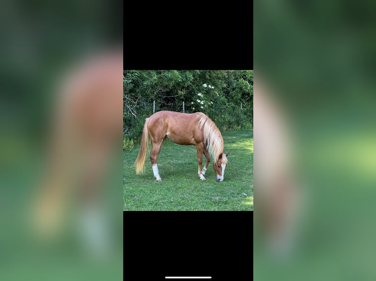 American Quarter Horse Hengst Fohlen (05/2024) 150 cm Red Dun in Alpen