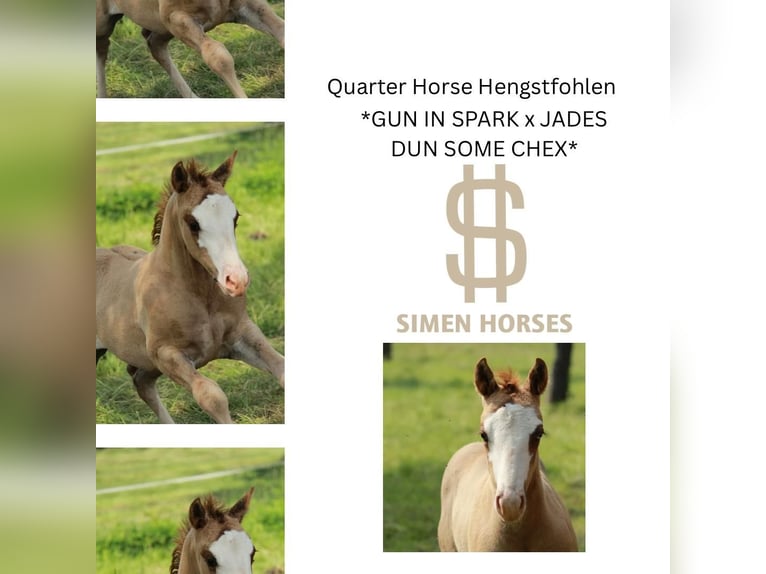 American Quarter Horse Hengst  150 cm Red Dun in Steinen