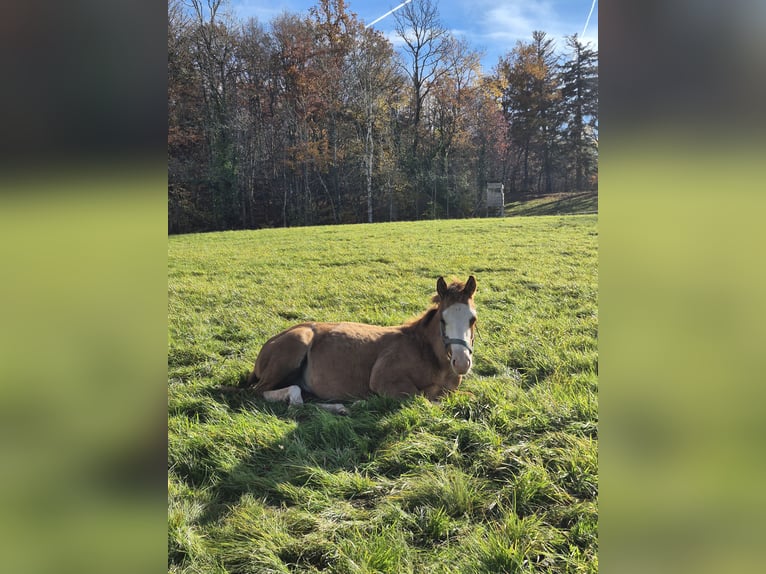 American Quarter Horse Hengst Fohlen (04/2025) 150 cm Red Dun in Steinen