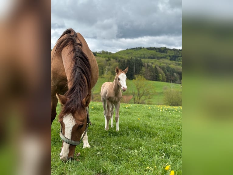 American Quarter Horse Hengst  150 cm Red Dun in Steinen