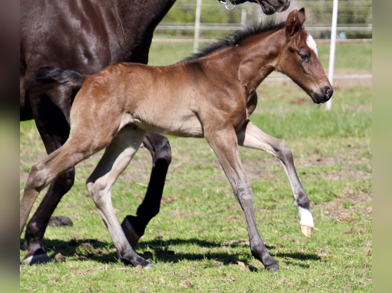 American Quarter Horse Hengst Fohlen (01/2026) 150 cm Roan-Bay in Quitzdorf am See