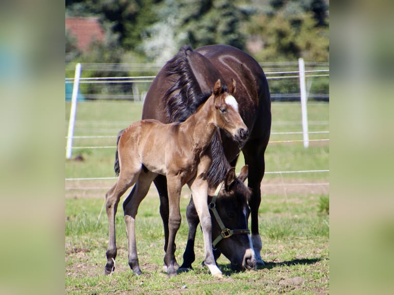 American Quarter Horse Hengst Fohlen (01/2026) 150 cm Roan-Bay in Quitzdorf am See