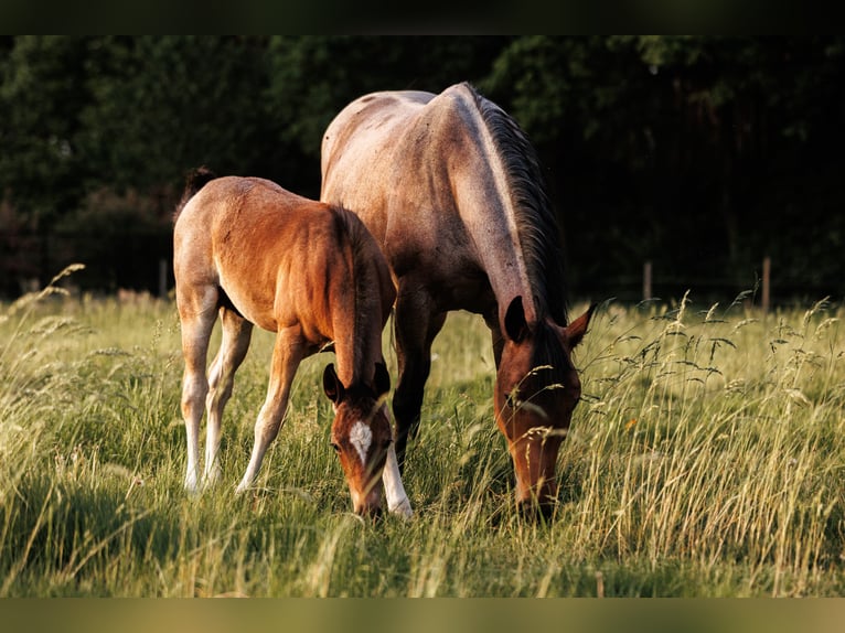 American Quarter Horse Hengst  150 cm Roan-Bay in Balen