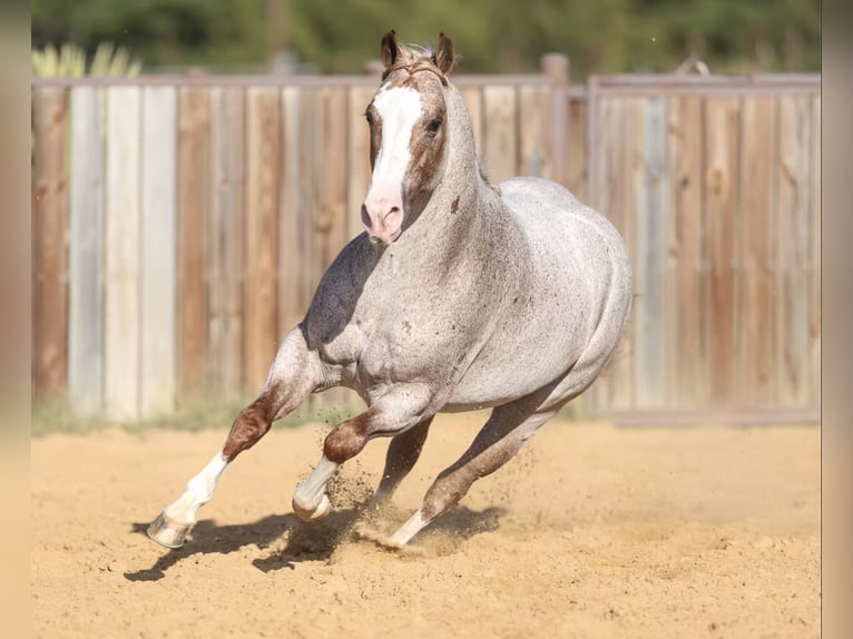 American Quarter Horse Hengst  150 cm Roan-Bay in Balen