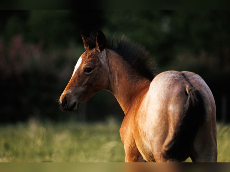 American Quarter Horse Hengst  150 cm Roan-Bay in Balen