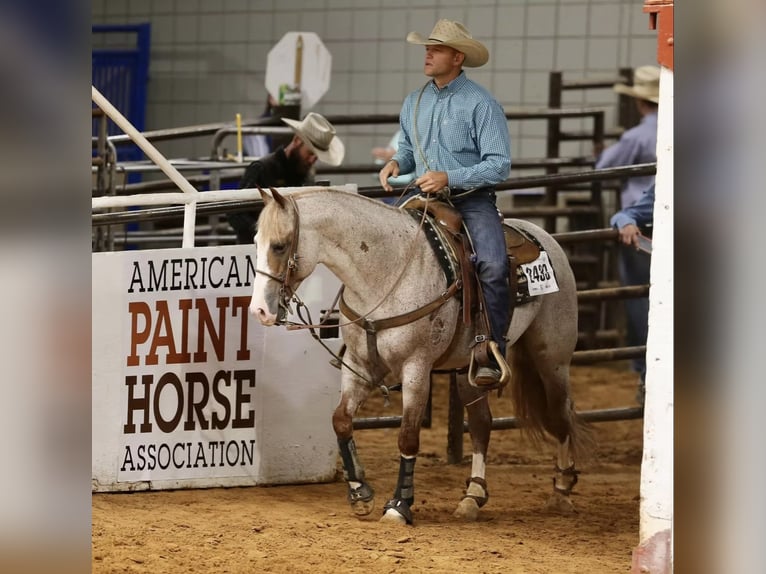 American Quarter Horse Hengst  150 cm Roan-Bay in Balen