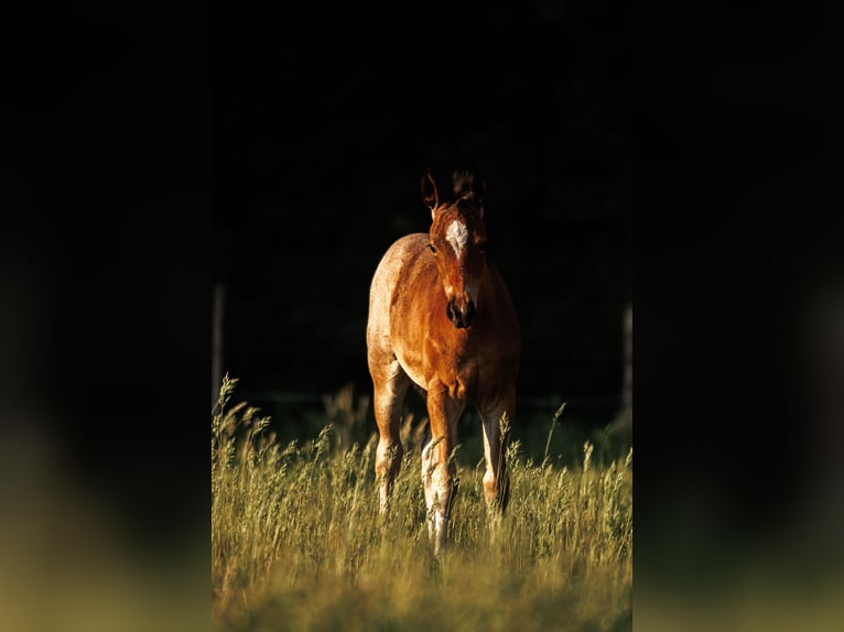 American Quarter Horse Hengst  150 cm Roan-Bay in Balen