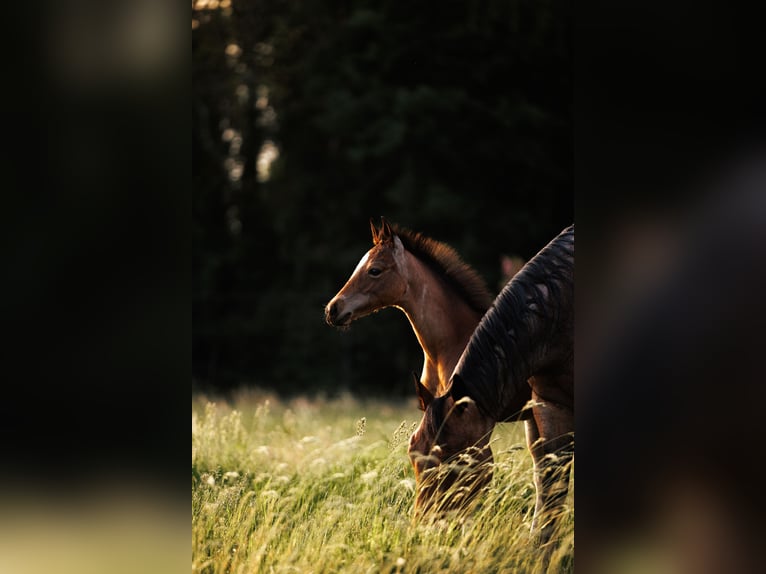 American Quarter Horse Hengst  150 cm Roan-Bay in Balen