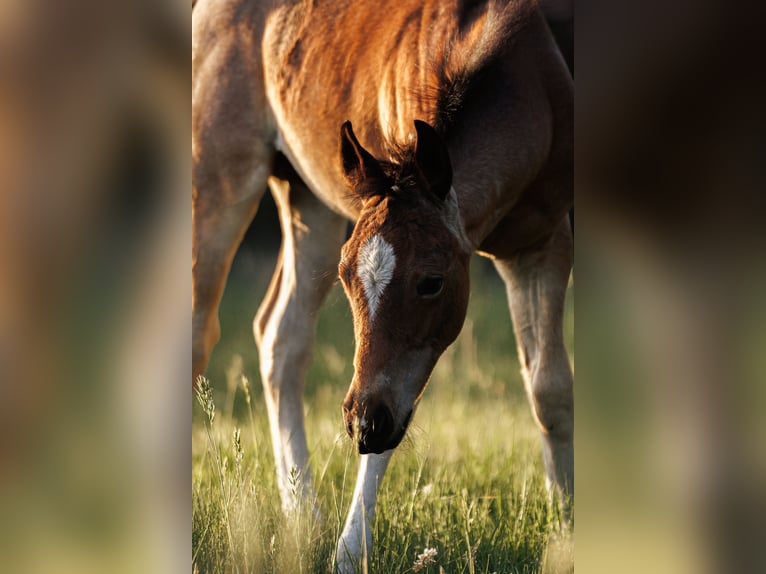 American Quarter Horse Hengst  150 cm Roan-Bay in Balen