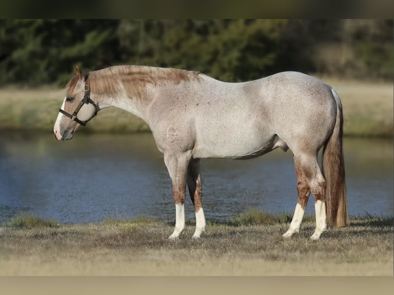 American Quarter Horse Hengst  150 cm Roan-Bay in Balen