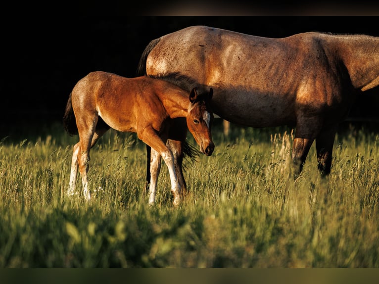 American Quarter Horse Hengst  150 cm Roan-Bay in Balen