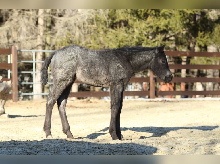 American Quarter Horse Hengst  150 cm Roan-Blue in Hernstein