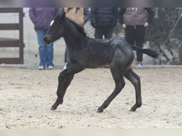 American Quarter Horse Hengst  150 cm Roan-Blue in Hernstein