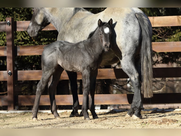 American Quarter Horse Hengst  150 cm Roan-Blue in Hernstein