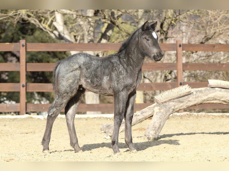 American Quarter Horse Hengst  150 cm Roan-Blue in Hernstein