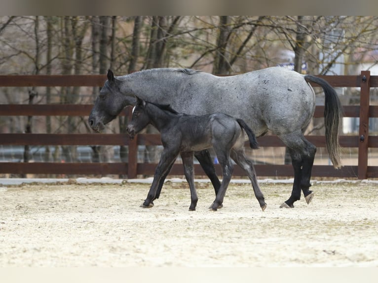 American Quarter Horse Hengst  150 cm Roan-Blue in Hernstein