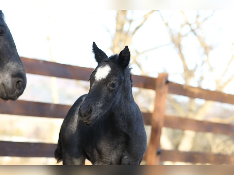 American Quarter Horse Hengst  150 cm Roan-Blue in Hernstein