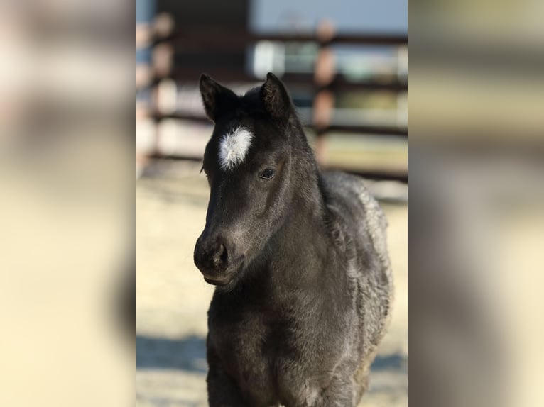 American Quarter Horse Hengst  150 cm Roan-Blue in Hernstein