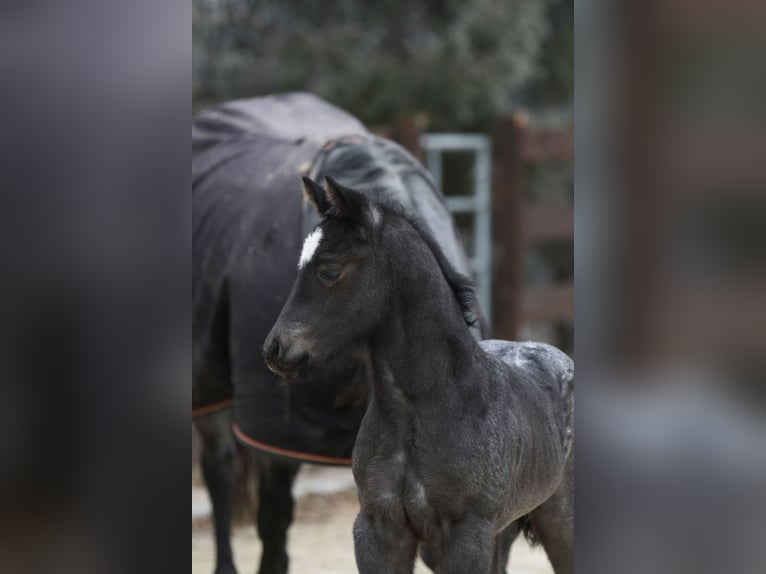 American Quarter Horse Hengst  150 cm Roan-Blue in Hernstein