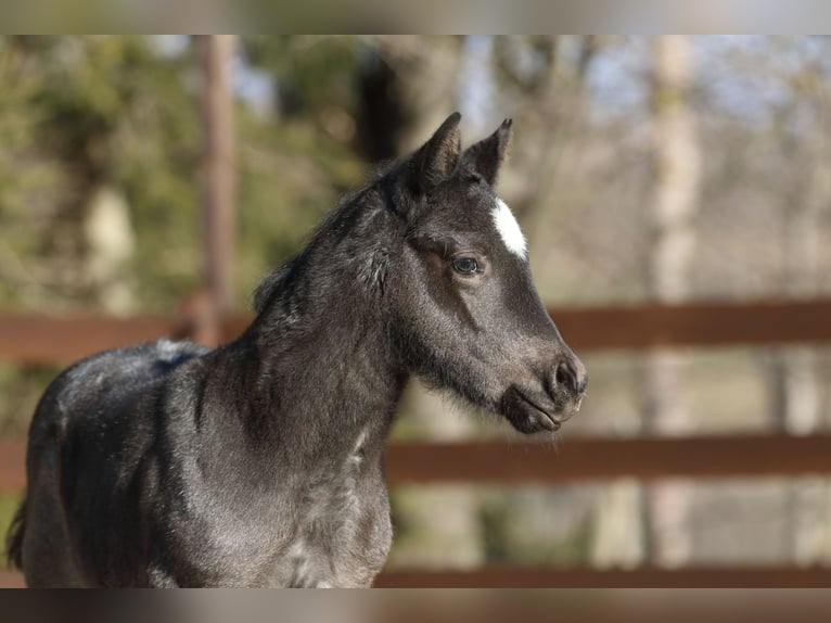 American Quarter Horse Hengst  150 cm Roan-Blue in Hernstein