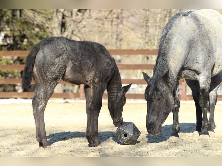 American Quarter Horse Hengst  150 cm Roan-Blue in Hernstein