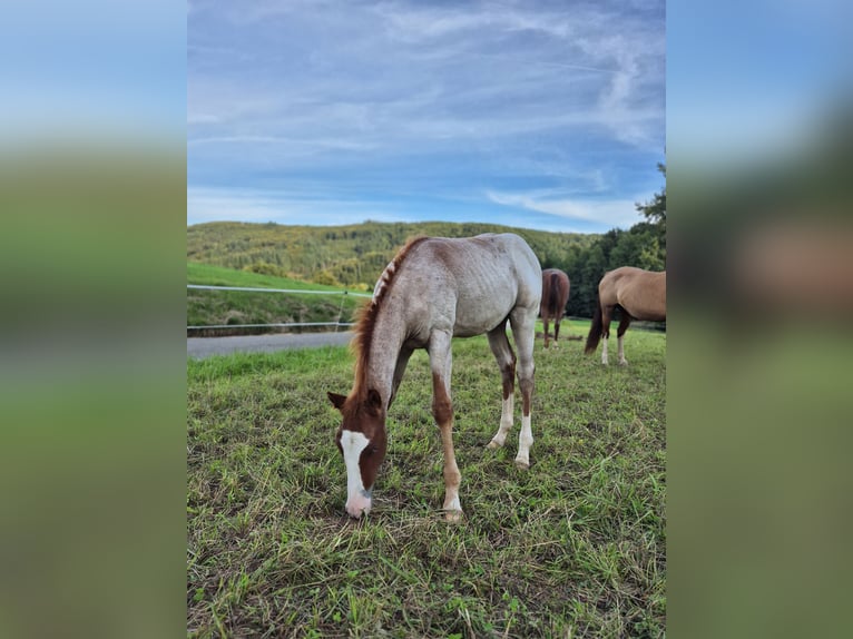 American Quarter Horse Hengst Fohlen (05/2025) 150 cm Roan-Red in Steinen