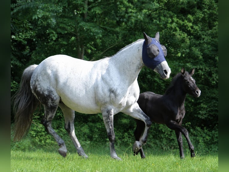 American Quarter Horse Hengst Fohlen (01/2026) 150 cm Schimmel in Frensdorf