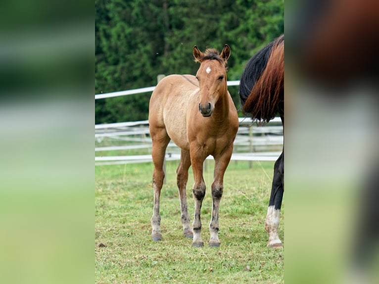 American Quarter Horse Hengst Fohlen (04/2025) 150 cm in Dahlem
