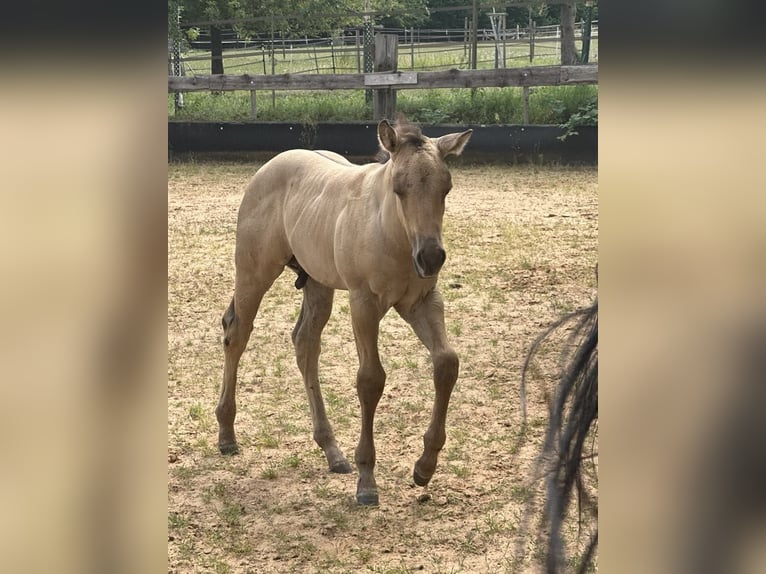 American Quarter Horse Hengst  150 cm in Miltenberg