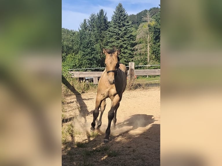 American Quarter Horse Hengst Fohlen (05/2025) 150 cm in Miltenberg